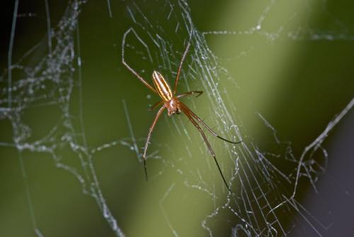 Nephila sp.